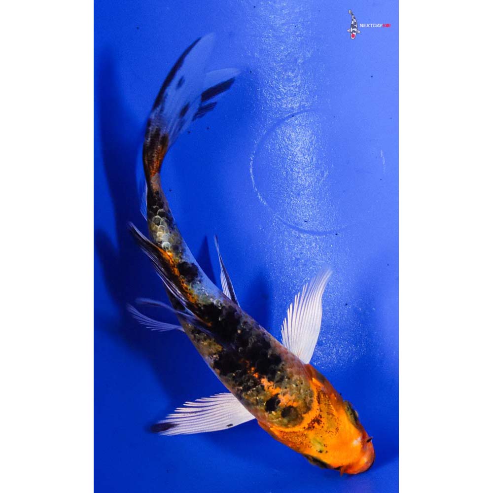 4” Imported Yamato Nishiki Butterfly Koi
