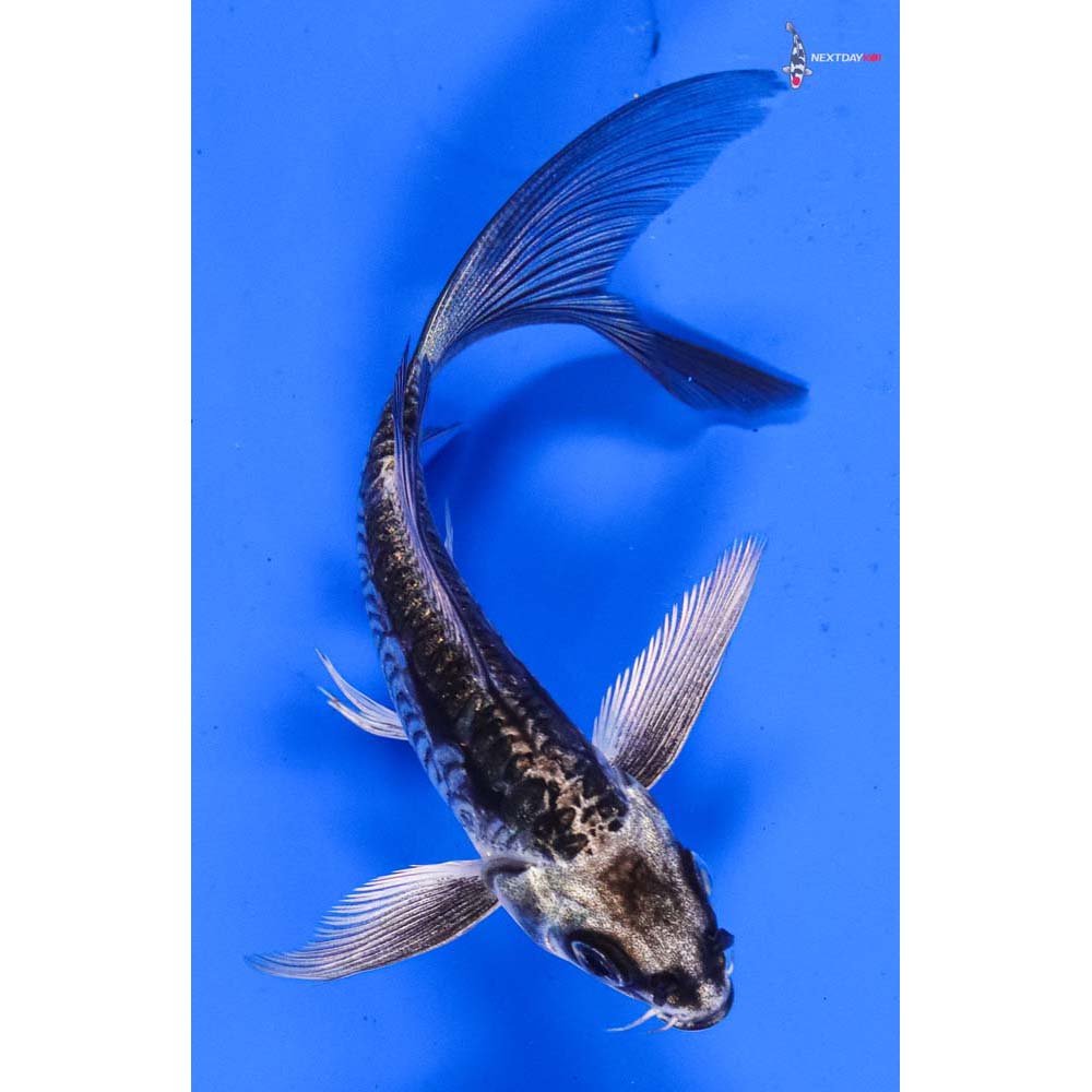 4” Imported Kikokuryu Butterfly Koi