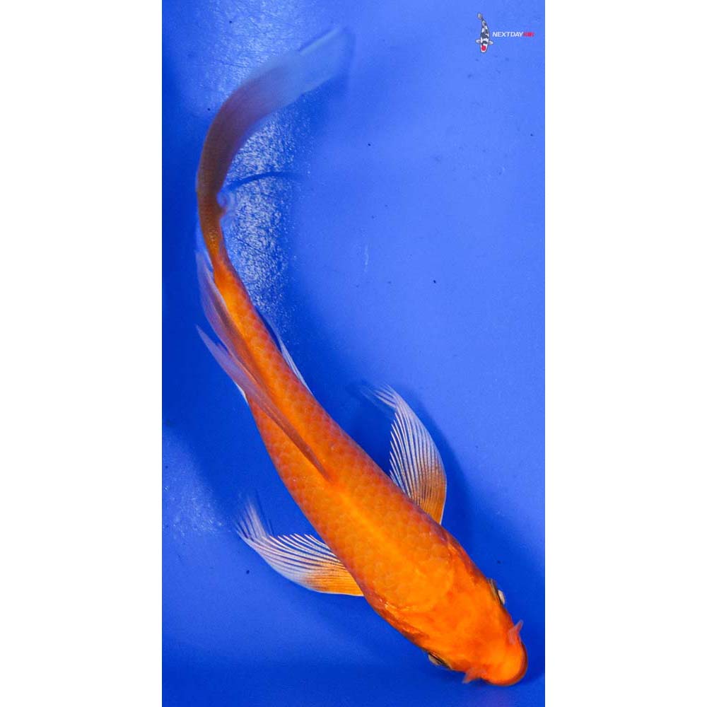 4” Imported Orenji Ogon Butterfly Koi
