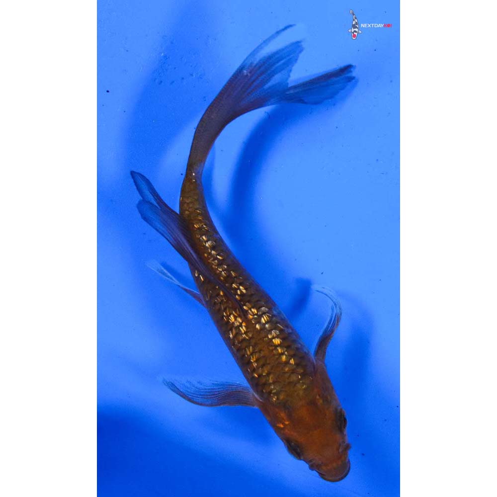 4” Imported Gin Rin Chagoi Butterfly Koi