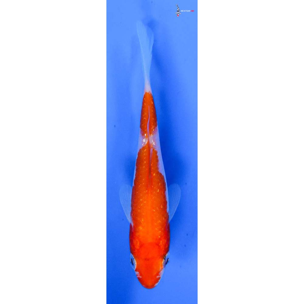 3.5” Imported Kohaku