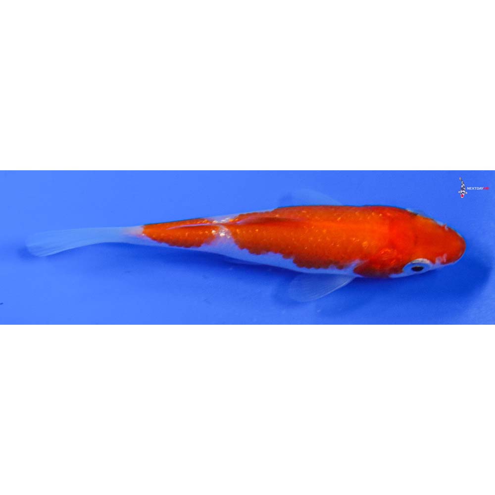 3.5” Imported Kohaku