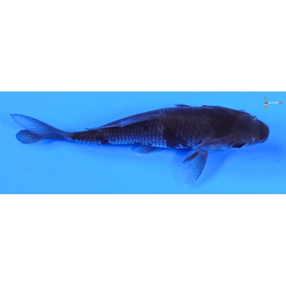 3.5” Imported Ochiba Shigure