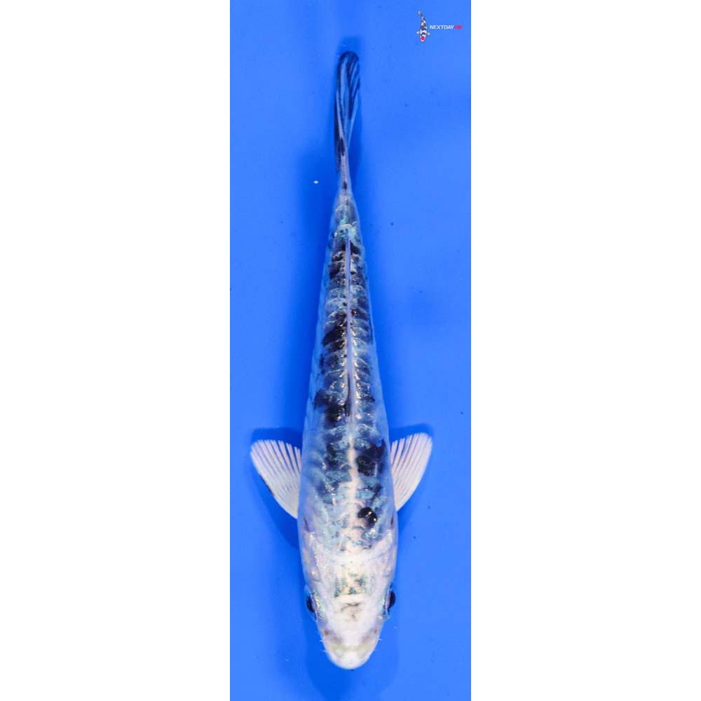 3.5” Imported Doitsu Gin Shiro Bekko