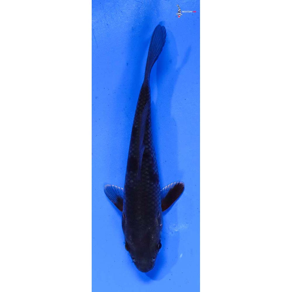 3.5” Imported Ochiba Shigure
