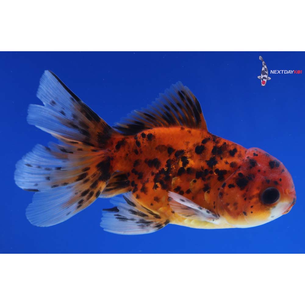4” Imported Male Calico Oranda
