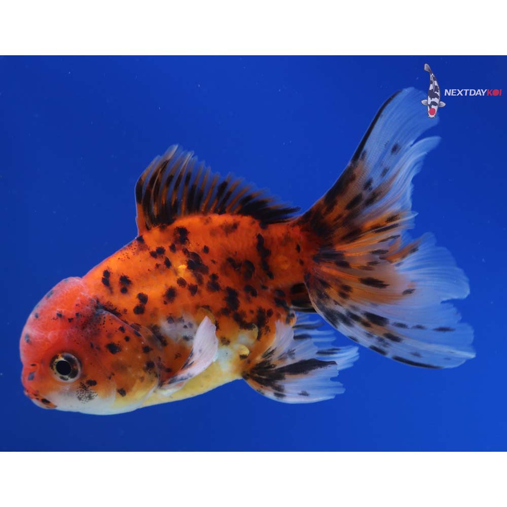 4” Imported Male Calico Oranda
