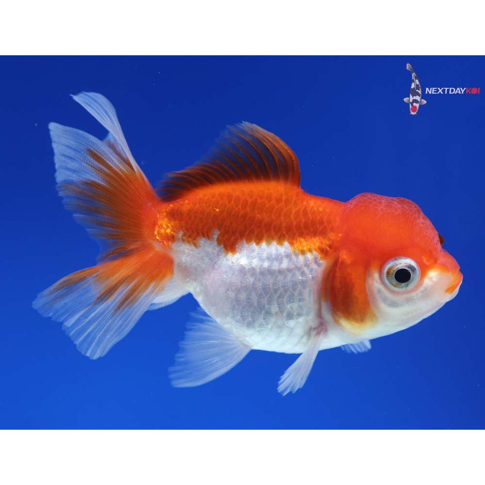 3.5” Imported Red and White Oranda