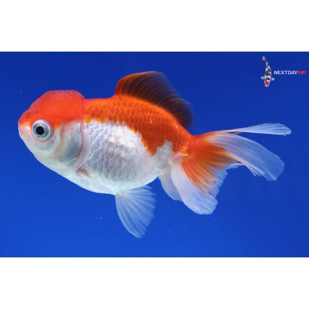 3.5” Imported Red and White Oranda