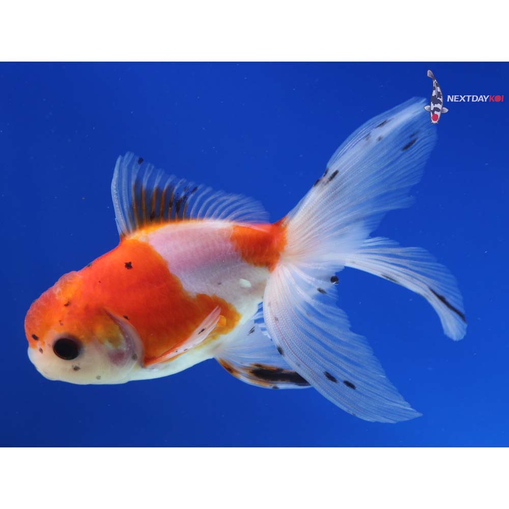 4.5” Imported Calico Oranda
