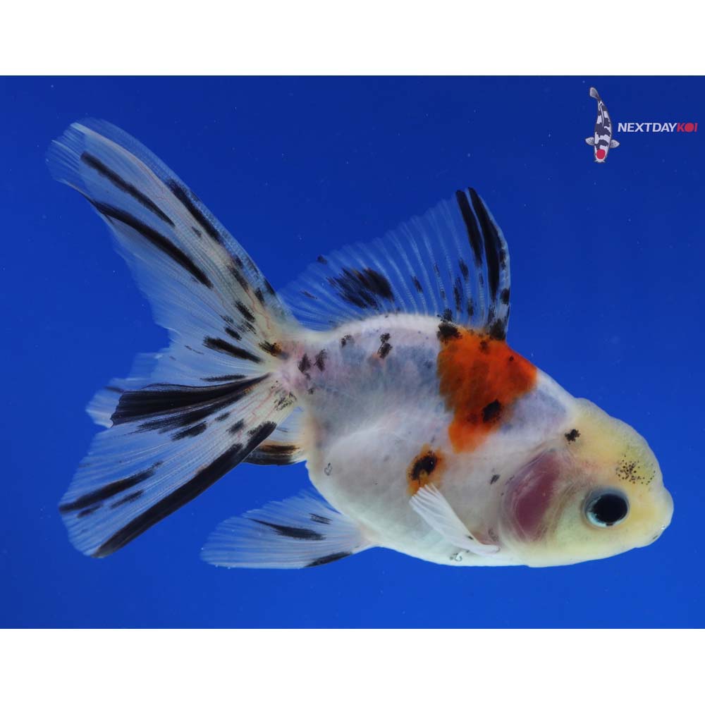4.5” Imported Calico Oranda