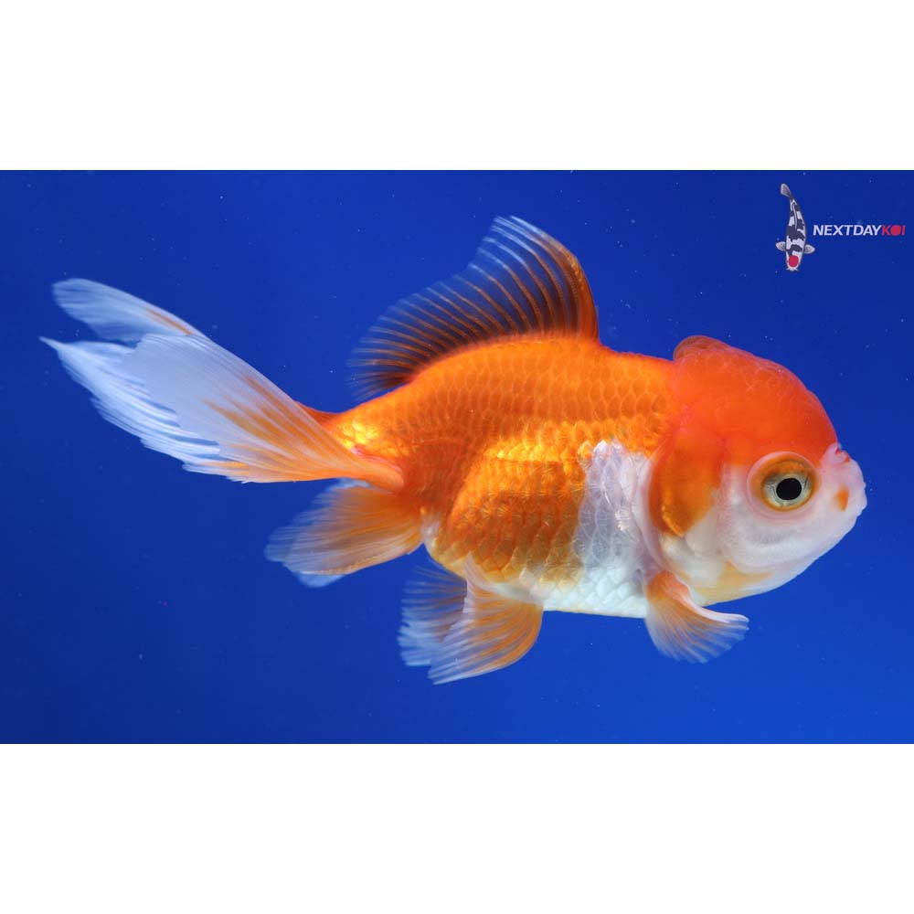 4.5” Imported Red and White Oranda