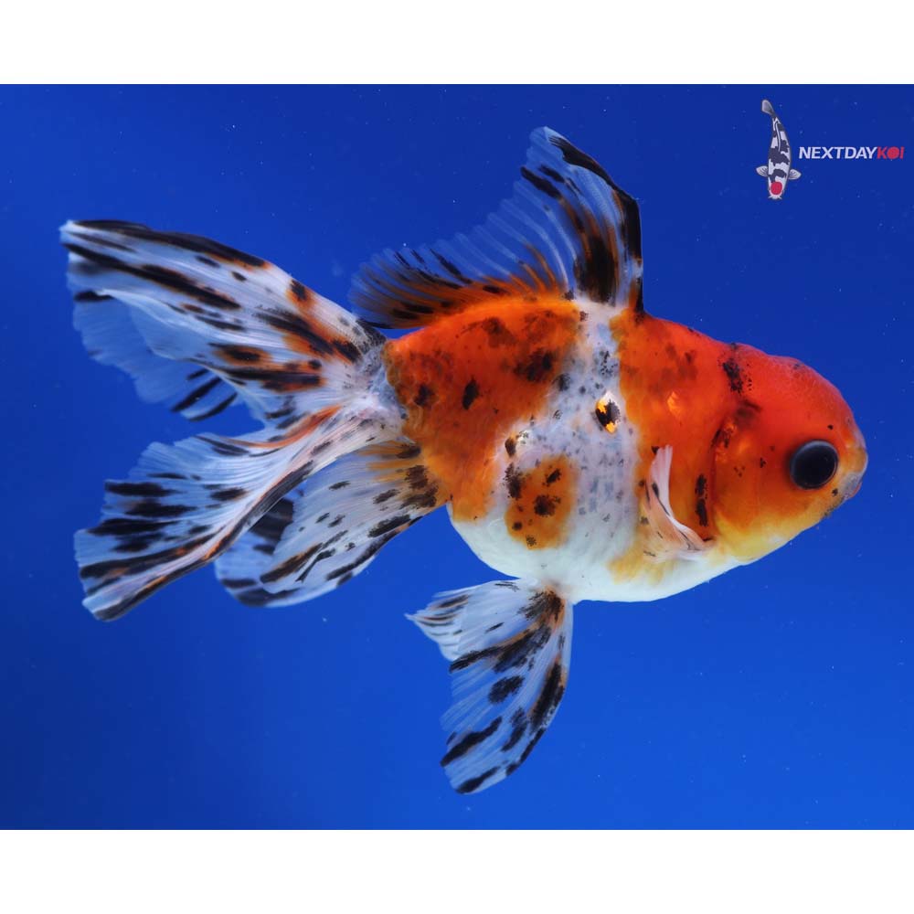 5” Imported Calico Oranda