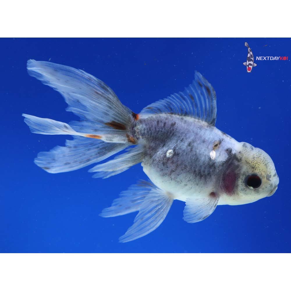 5” Imported Calico Oranda