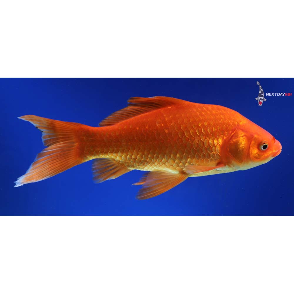 9.5” Imported Red Comet