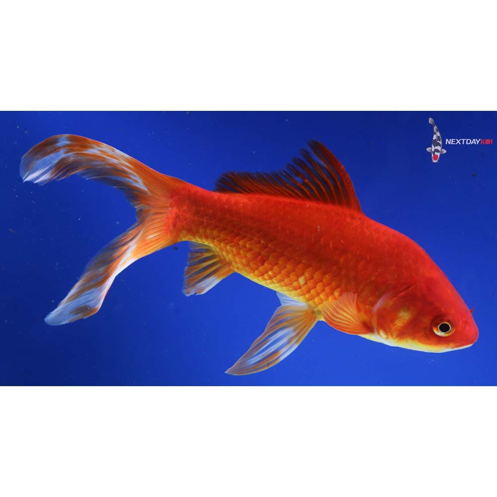 10” Imported Red Comet