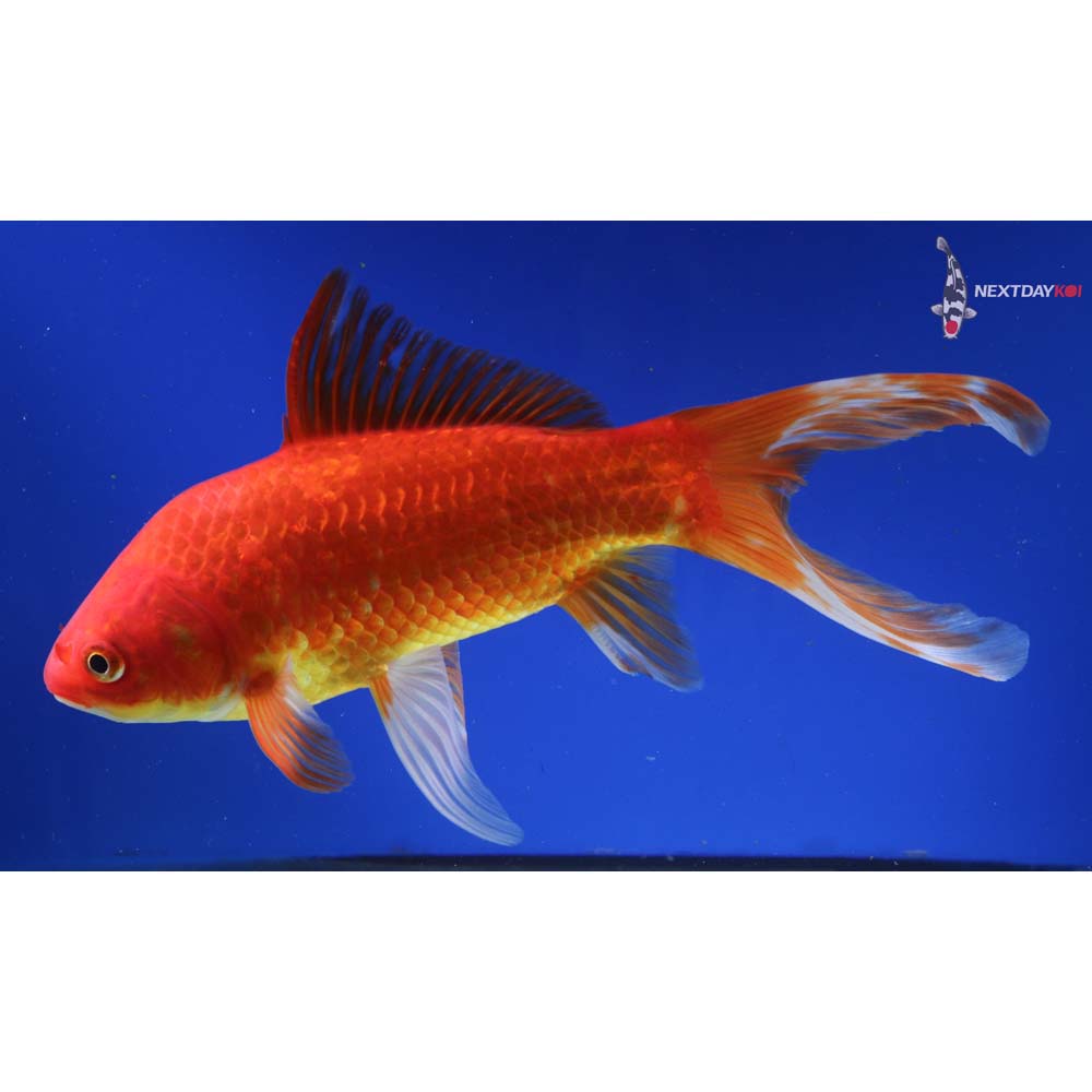 10” Imported Red Comet