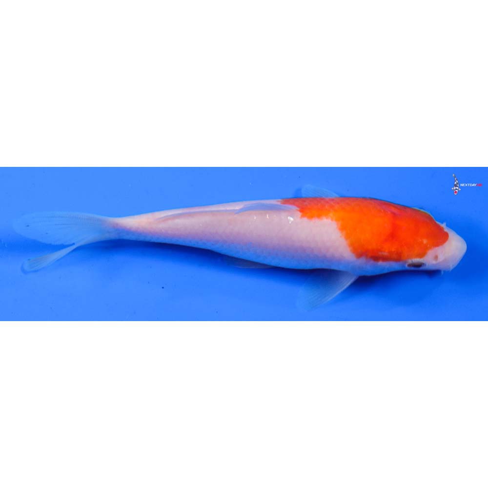 5” Imported Kohaku