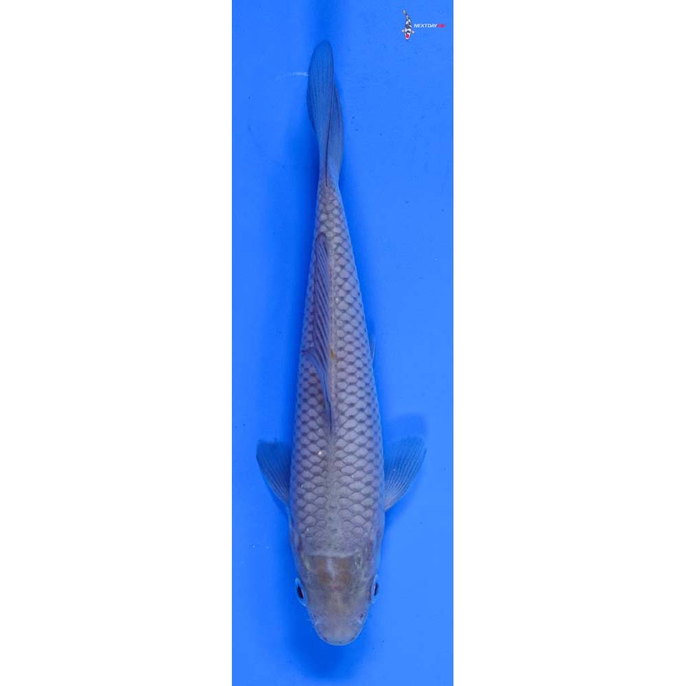 5.5” Imported Soragoi