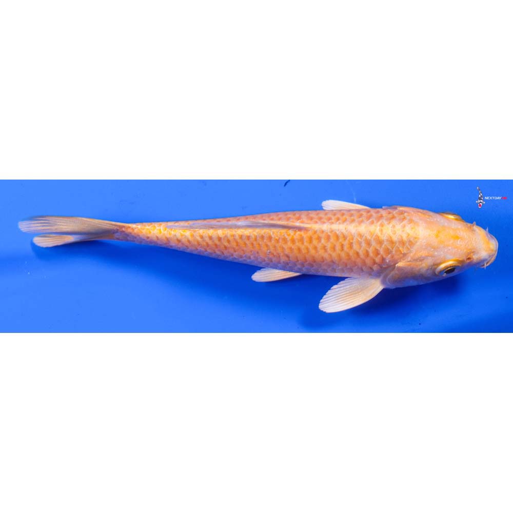 5.5” Imported Yamabuki Ogon