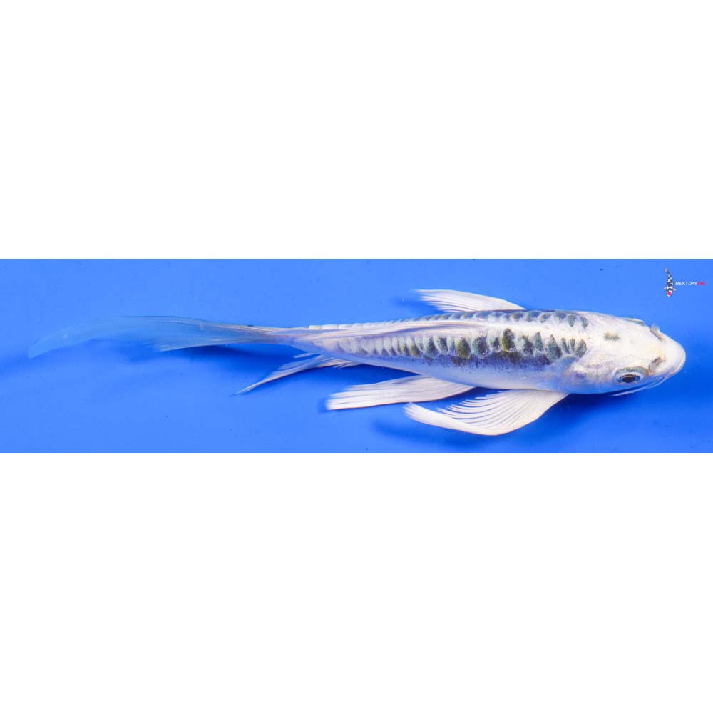 6” Imported Kin Kikokuryu Butterfly Koi