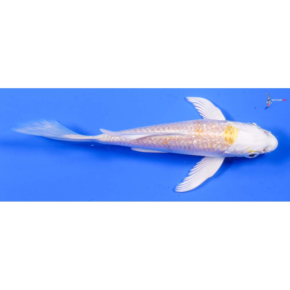 5” Imported Gin Rin Lemon Hariwake Butterfly Koi