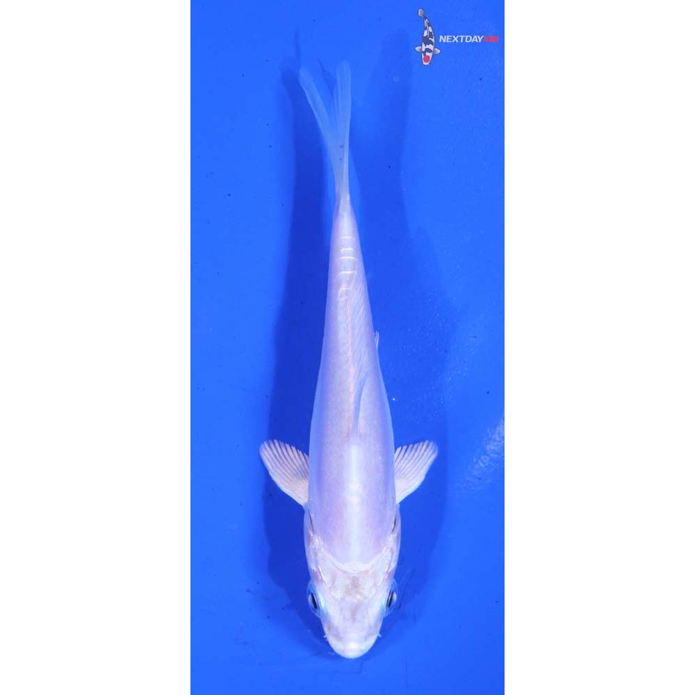 3.5” Imported Doitsu Platinum Ogon