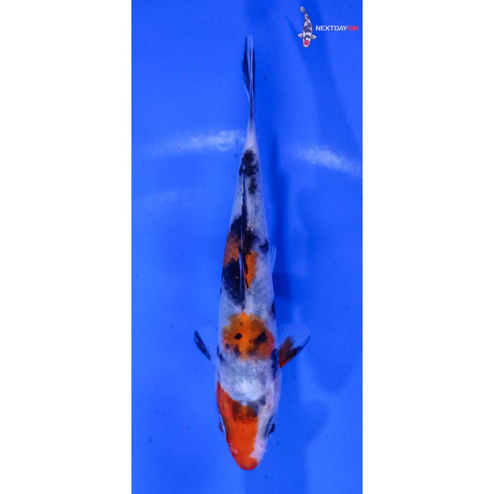 3.5” Imported Sanke