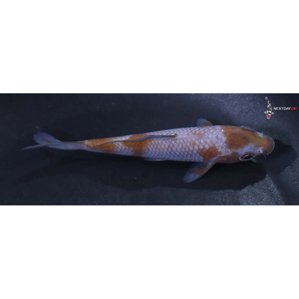 4” Imported Ochiba Shigure