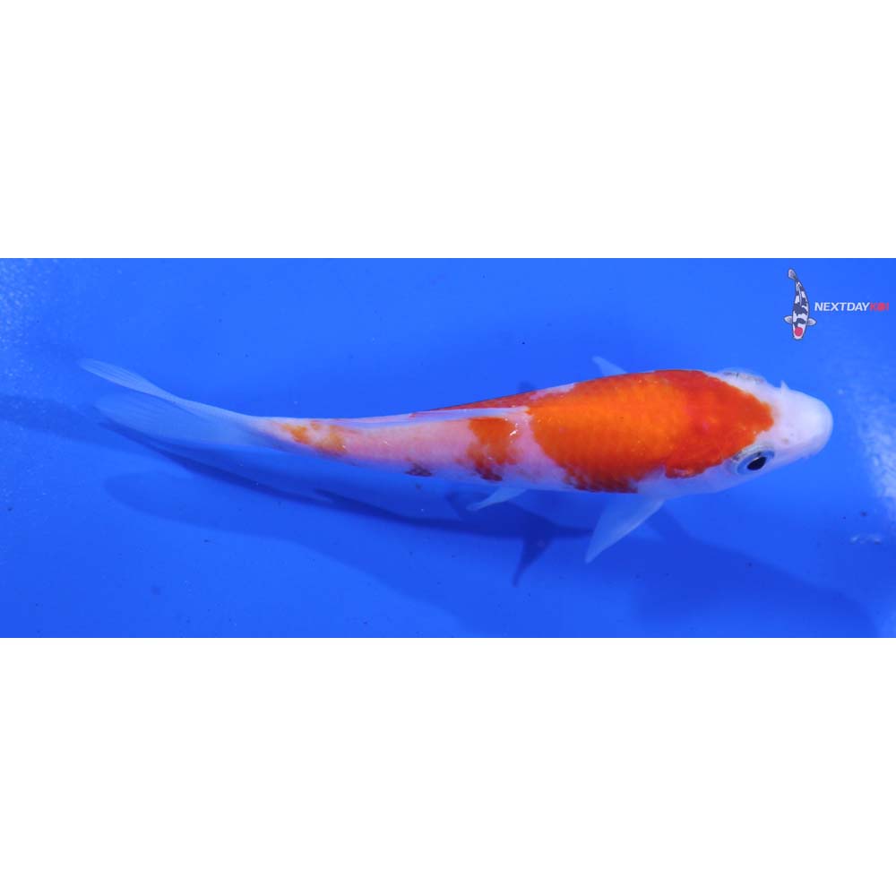 4” Imported Kohaku