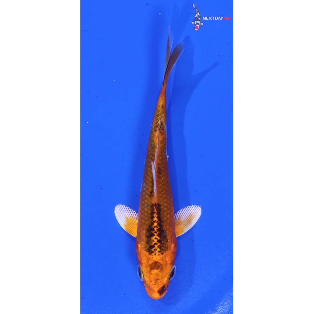 4” Imported Kujaku