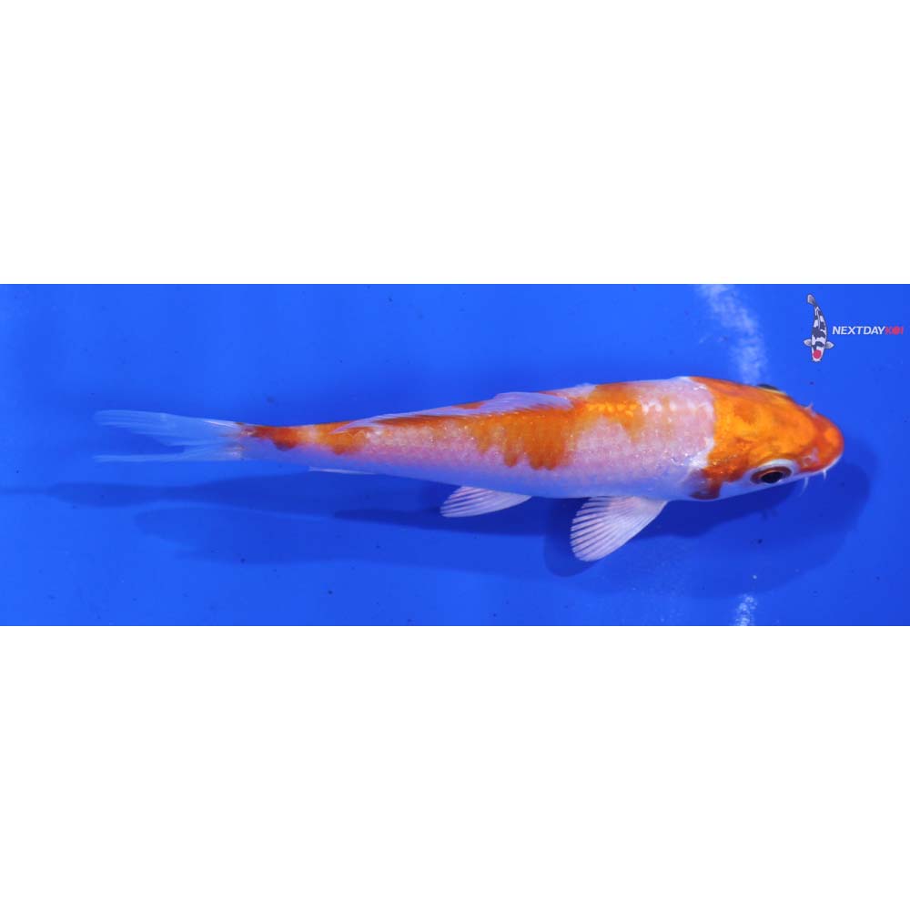4” Imported Hariwake