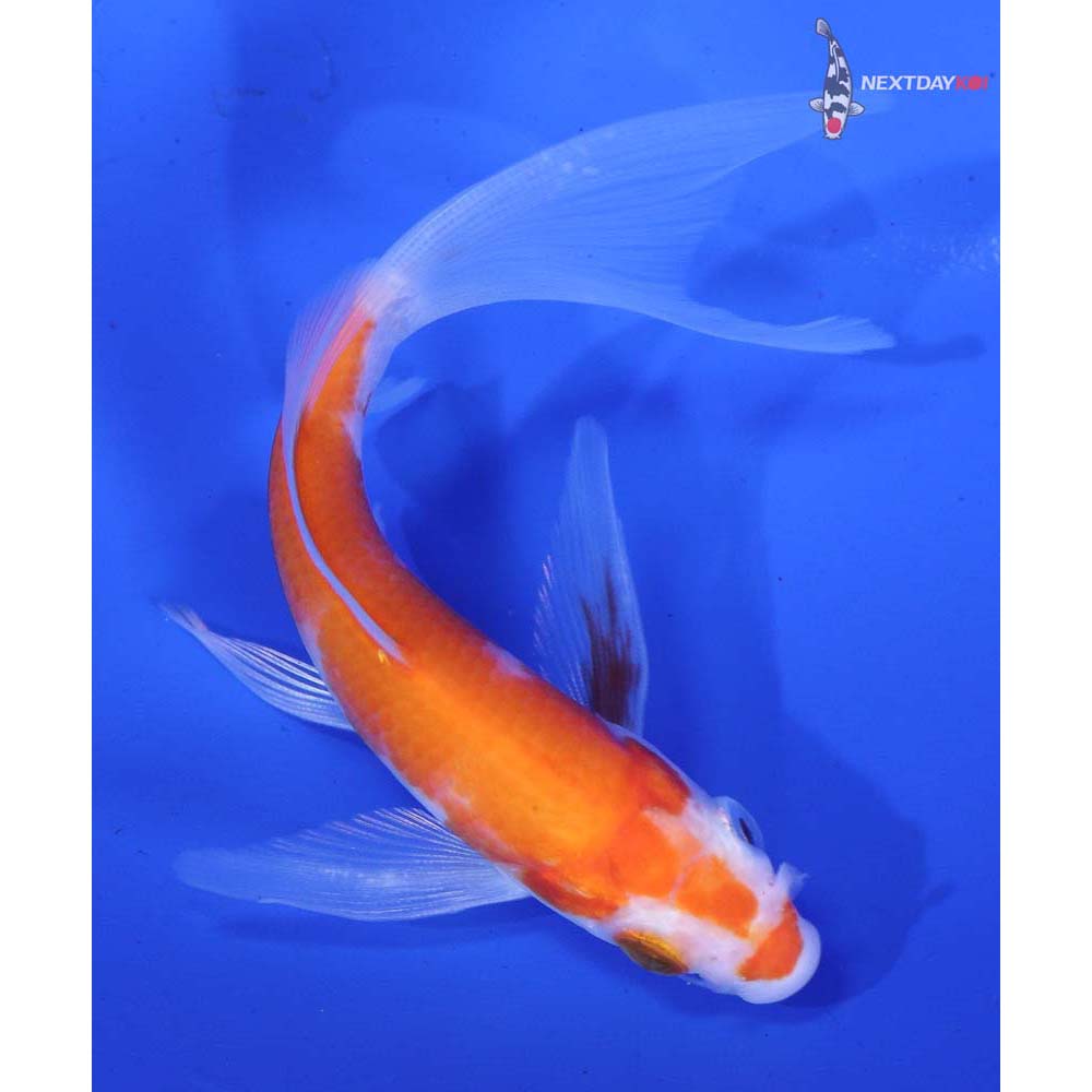 4” Imported Kohaku Butterfly Koi