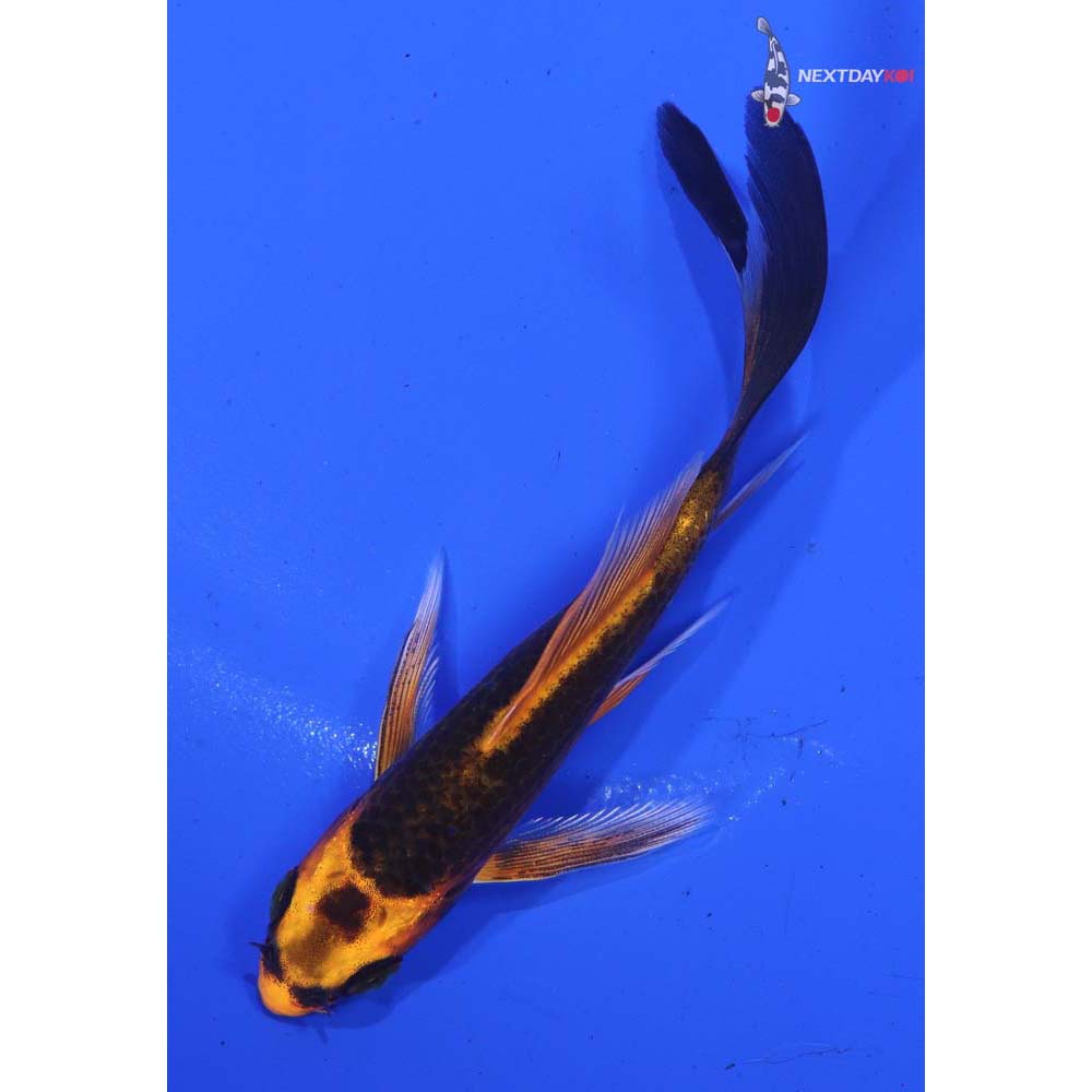 4” Imported Orenji Matsuba Butterfly Koi