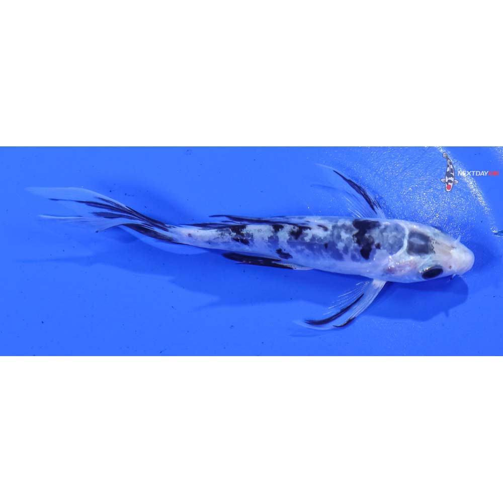 4” Imported Doitsu Shiro Bekko Butterfly Koi