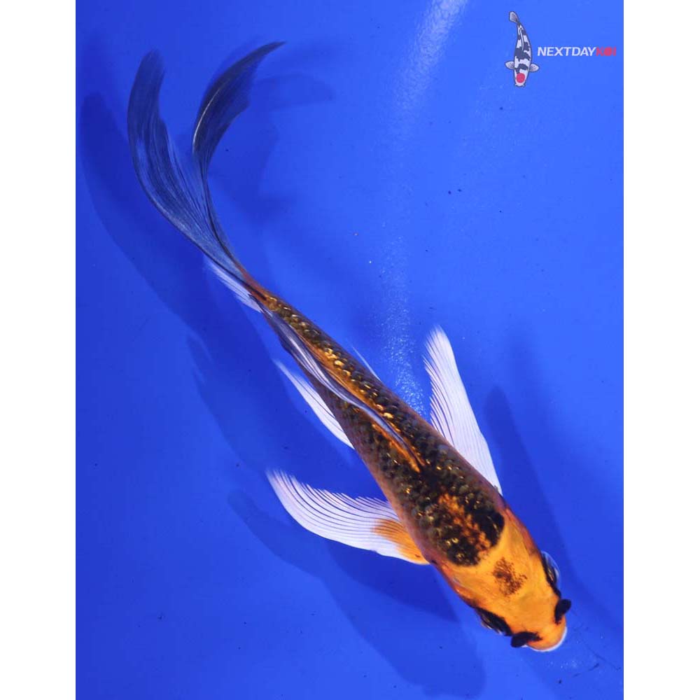 4” Imported Gin Rin Orenji Matsuba Butterfly Koi