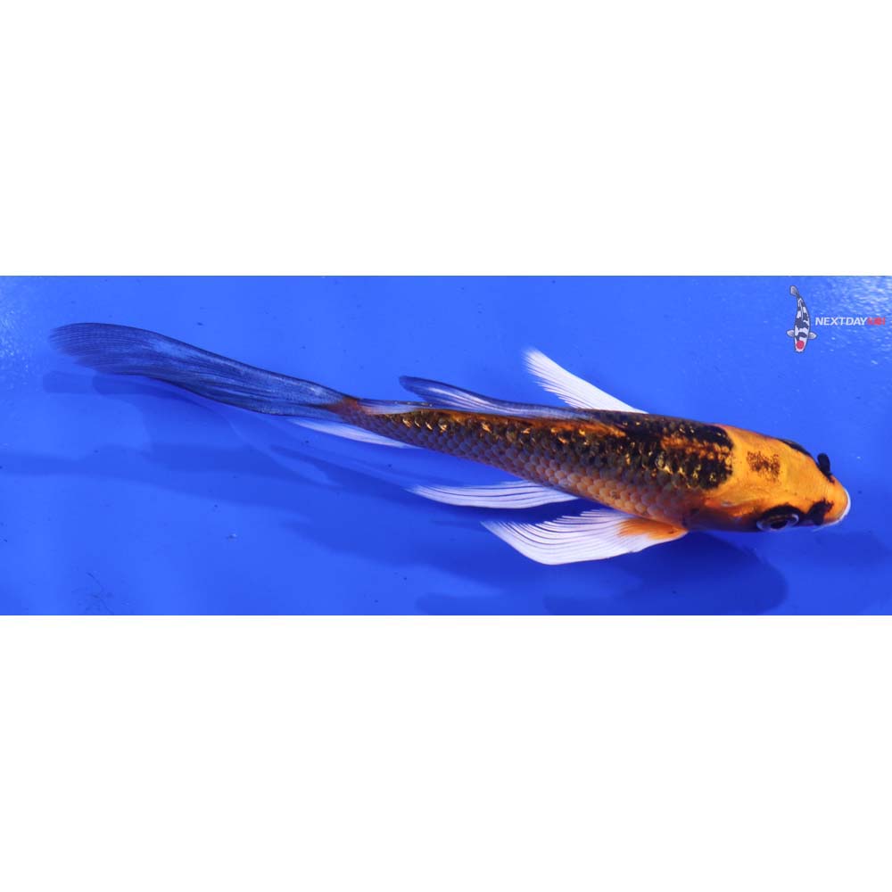 4” Imported Gin Rin Orenji Matsuba Butterfly Koi