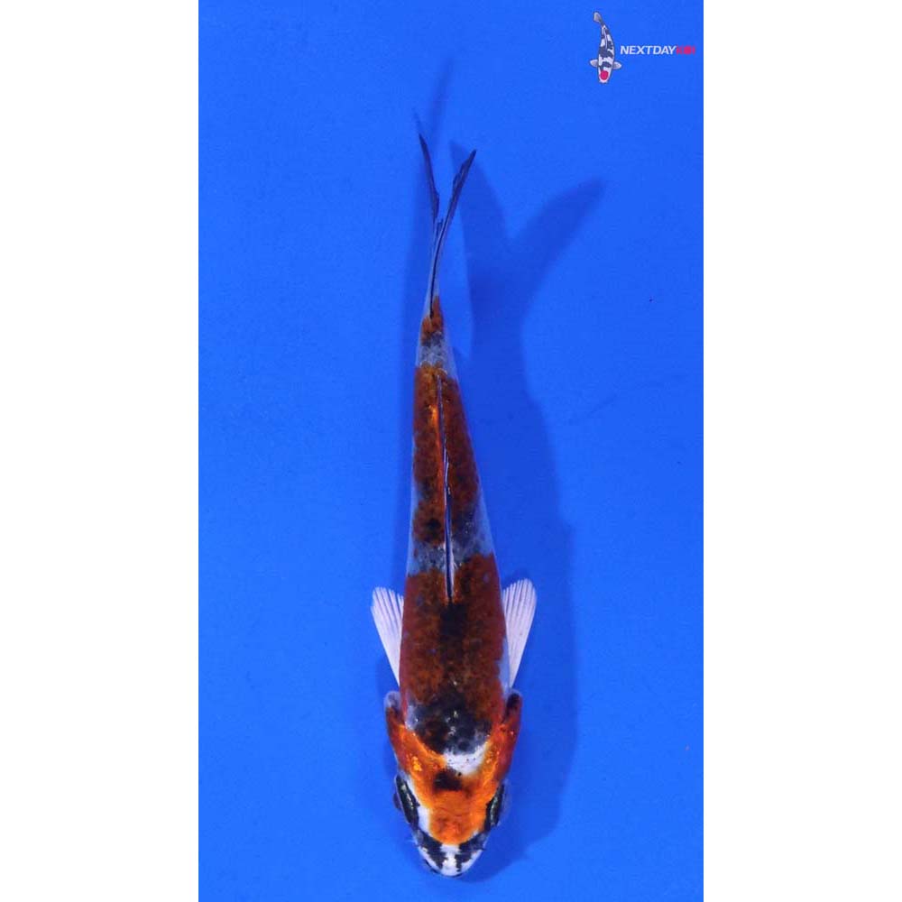 3” Imported Kujaku