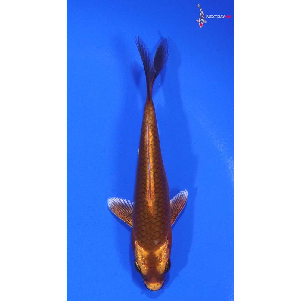 3.5” Imported Orenji Matsuba