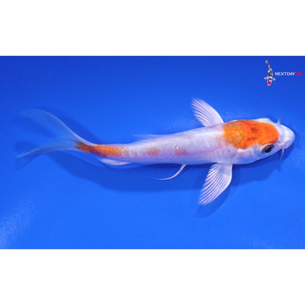 3.5” Imported Kikusui Butterfly Koi