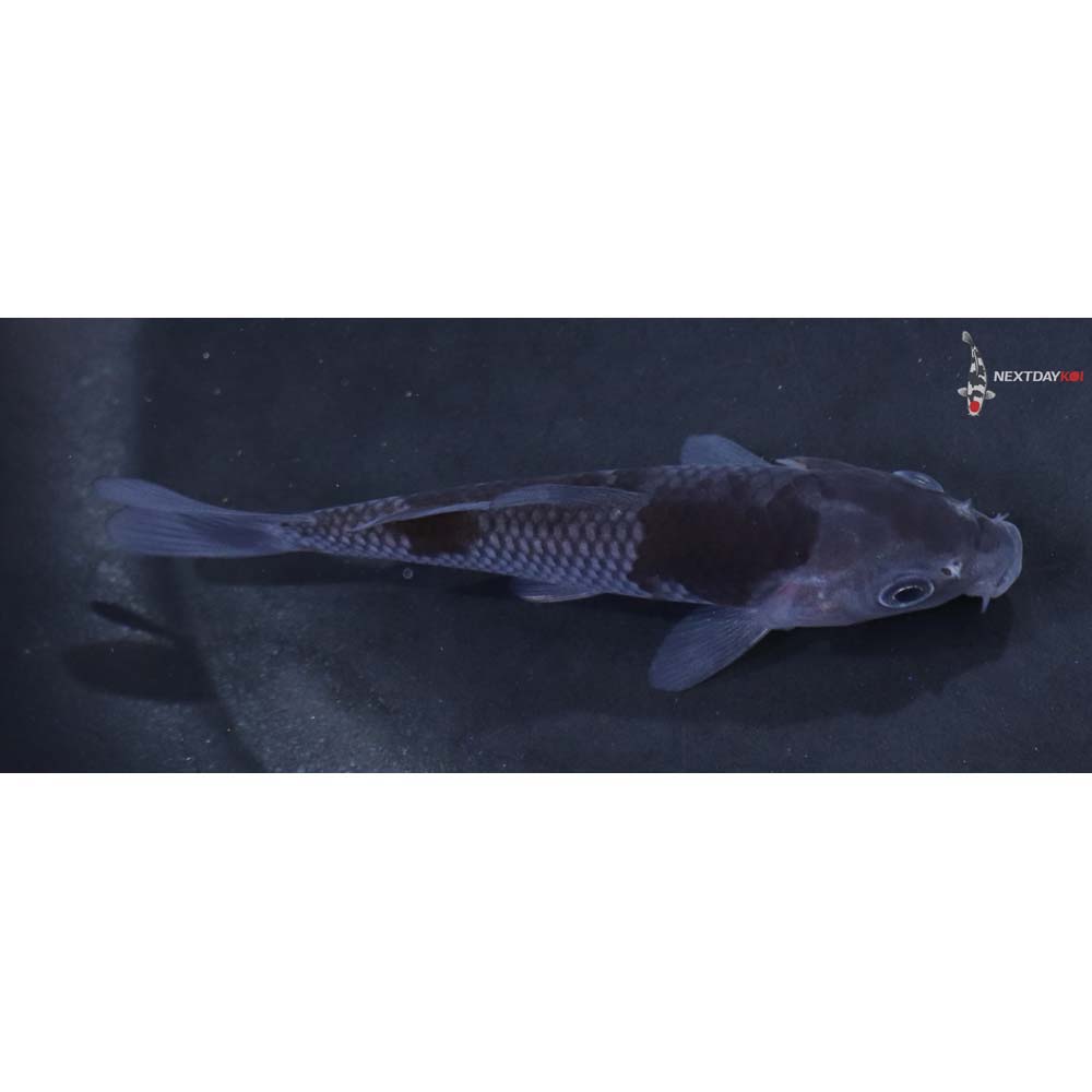 3.5” Imported Ochiba Shigure