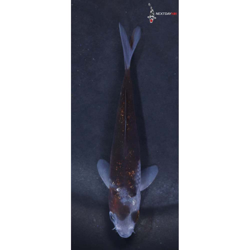 3.5” Imported Ochiba Shigure