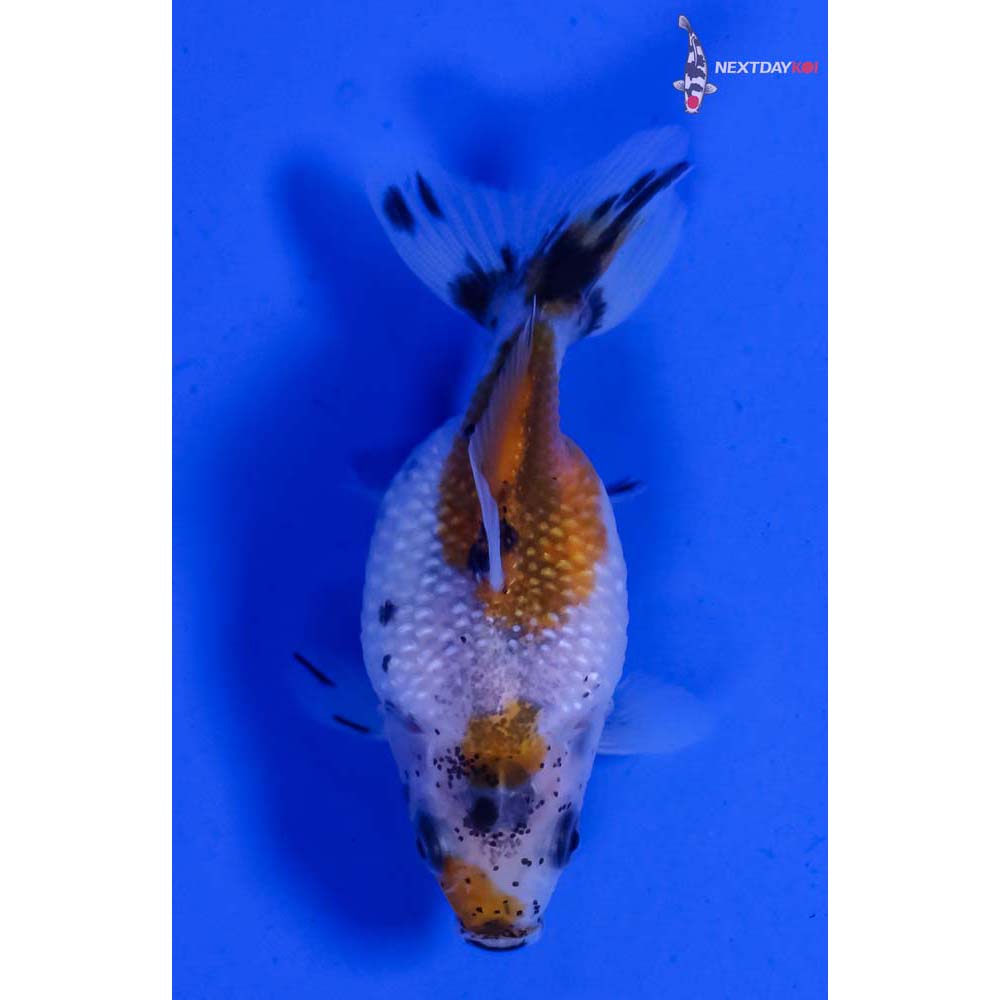 2” Imported Calico Pearlscale