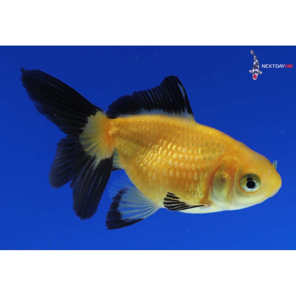 2.5” Imported Yellow and Black Pearlscale