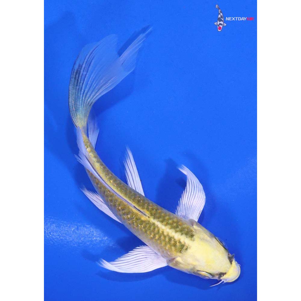 4” Imported Kujaku Butterfly Koi