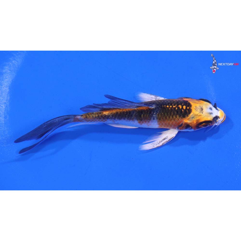 4.5” Imported Kujaku Butterfly Koi