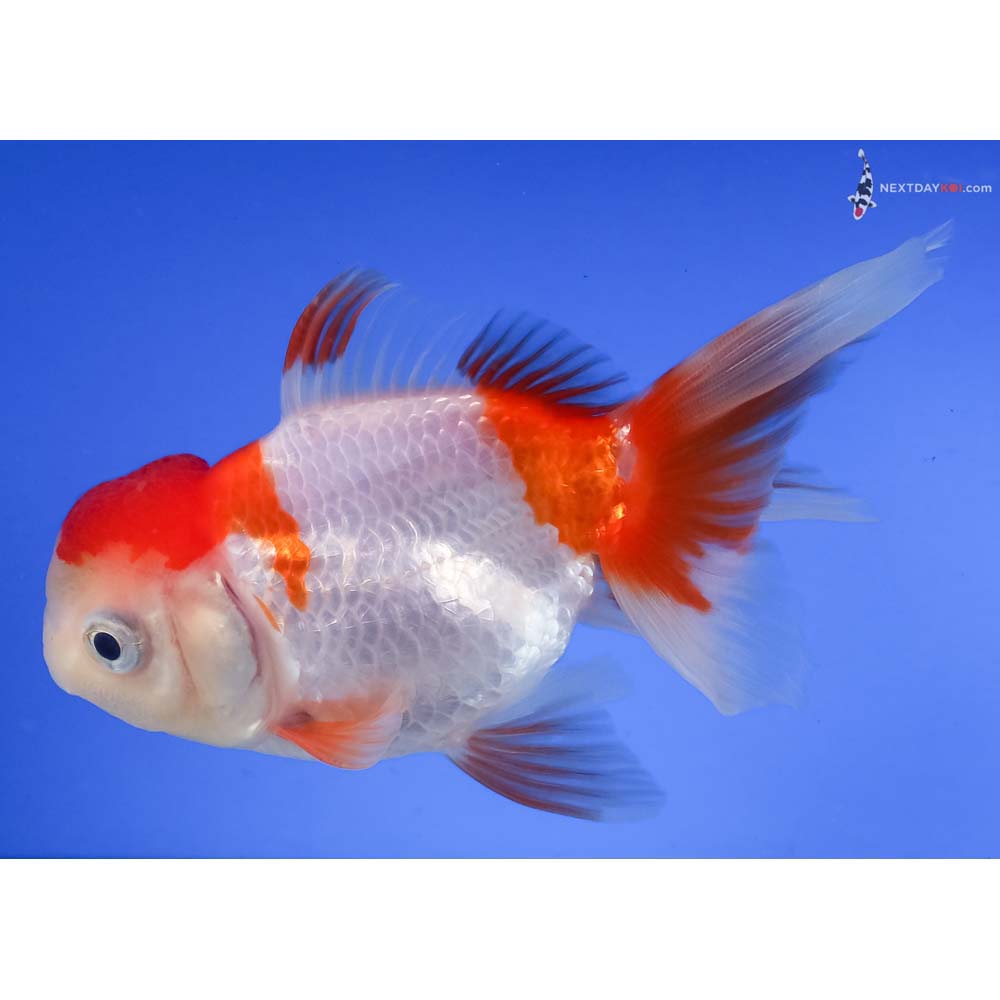 4” Imported Red and White Oranda