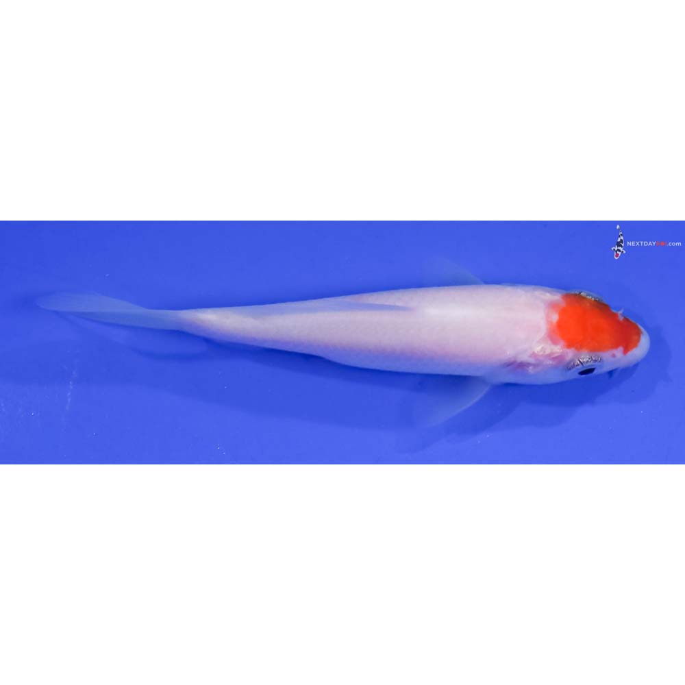 3” Imported Kohaku