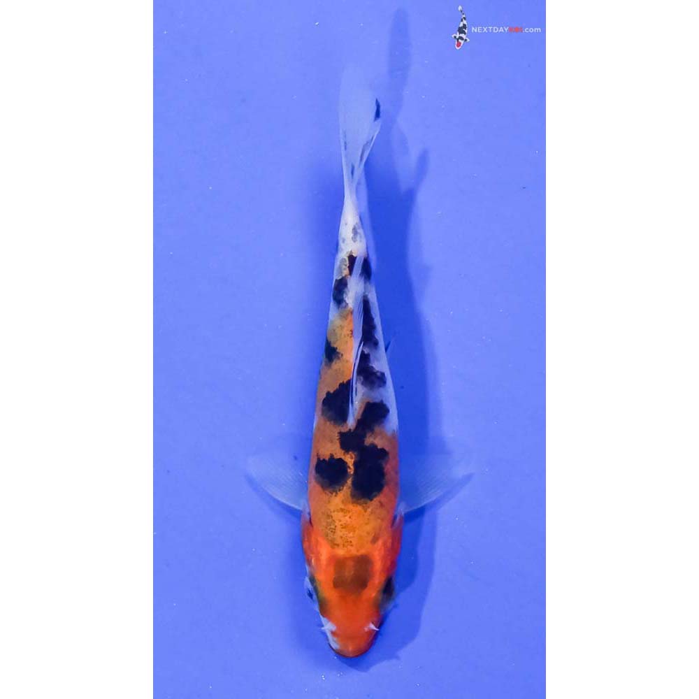 3” Imported Sanke