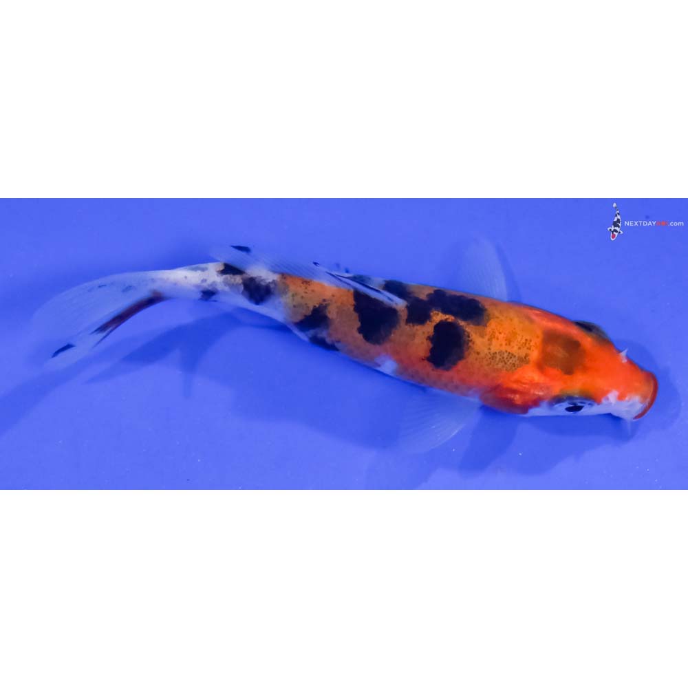 3” Imported Sanke